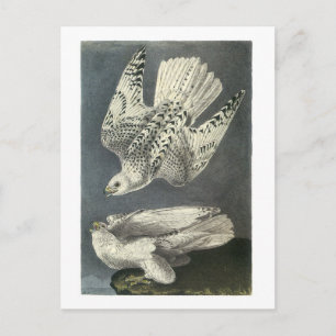 Gyrfalcon by Audubon Postcard
