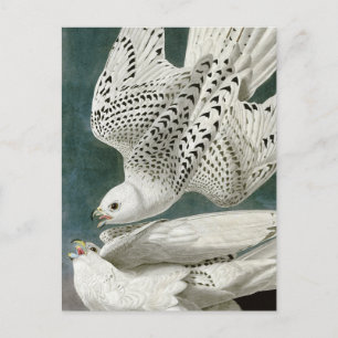Gyrfalcon by John Audubon Postcard
