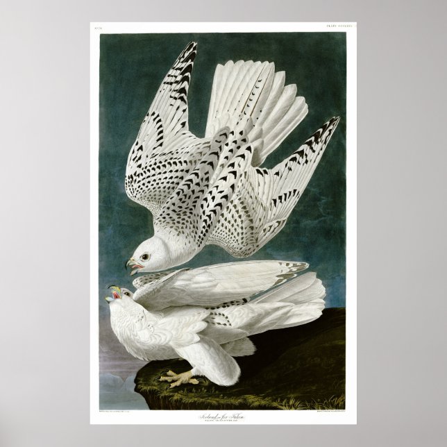 Gyrfalcon by John Audubon Poster (Front)