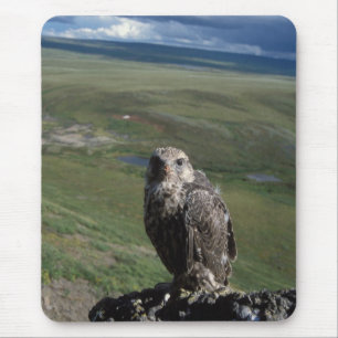 gyrfalcon, Falco rusticolus, juvenile Mouse Pad