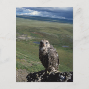 gyrfalcon, Falco rusticolus, juvenile Postcard