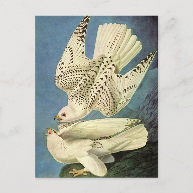 Gyrfalcon, John James Audubon Postcard (Front)