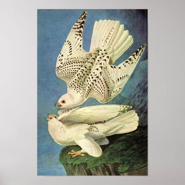 Gyrfalcon, John James Audubon Poster (Front)