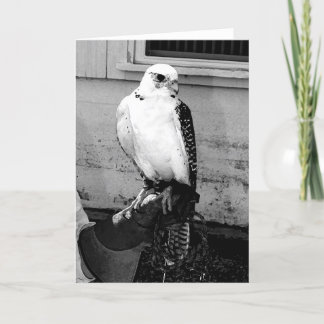 Gyrfalcon resting on handler's gauntlet notecard