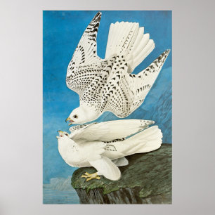 Gyrfalcons, aka Gerfalcons by John James Audubon Poster