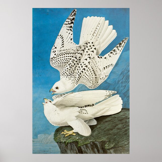 Gyrfalcons, aka Gerfalcons by John James Audubon Poster (Front)
