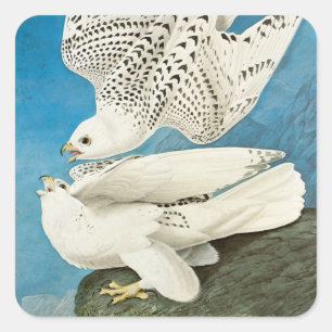 Gyrfalcons, aka Gerfalcons by John James Audubon Square Sticker