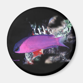 H2Oasis Basslet Magnet