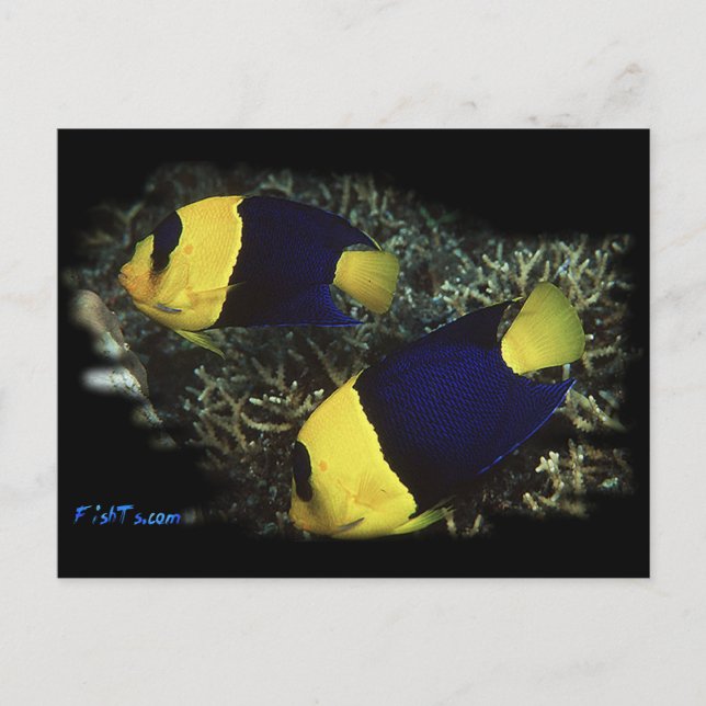 H2Oasis BiColor Angel Postcard (Front)