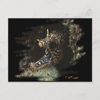 H2Oasis Dragon Moray Postcard