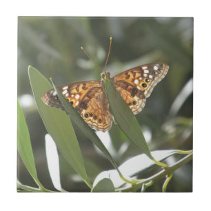 Hackberry Emperor Butterfly Ceramic Tile