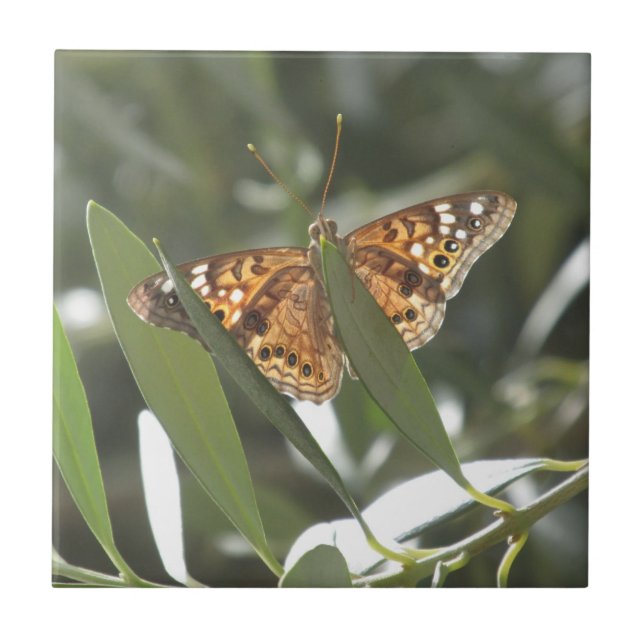 Hackberry Emperor Butterfly Ceramic Tile (Front)