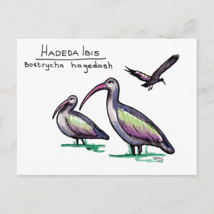 Hadeda Ibis Postcard