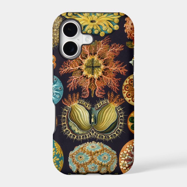 Haeckel (Back)