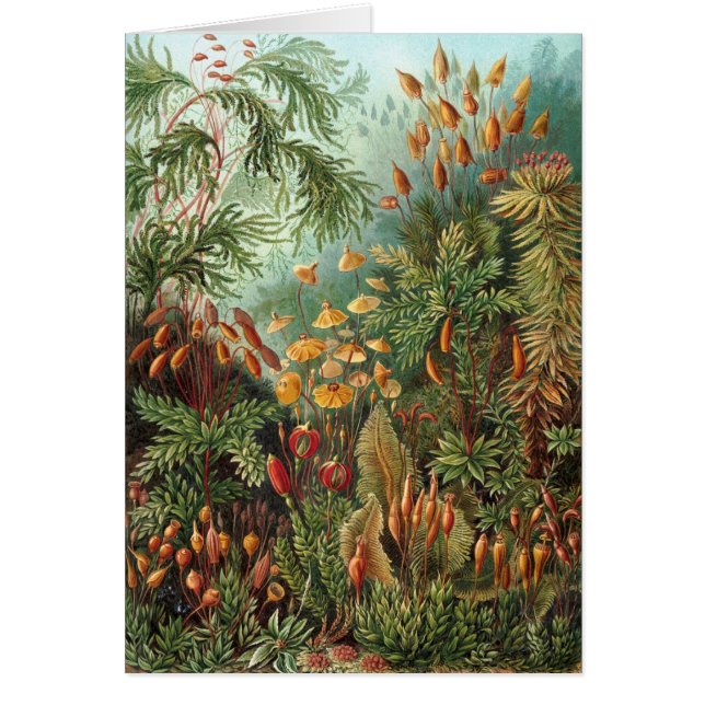 Haeckel (Front)