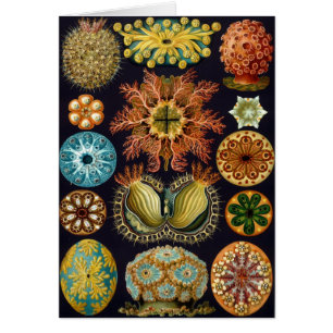 Haeckel