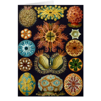 Haeckel
