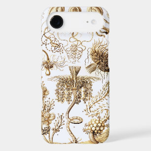 Haeckel