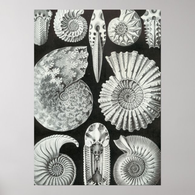 Haeckel Ammonitida Poster (Front)