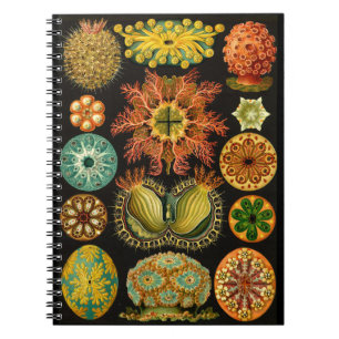 Haeckel Ascidiae Sea Life Illustration 6.5X8.75" Notebook
