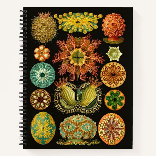 Haeckel Ascidiae Sea Squirts Illustration 8.5"X11" Notebook (Front)