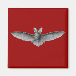Haeckel Bat Magnet