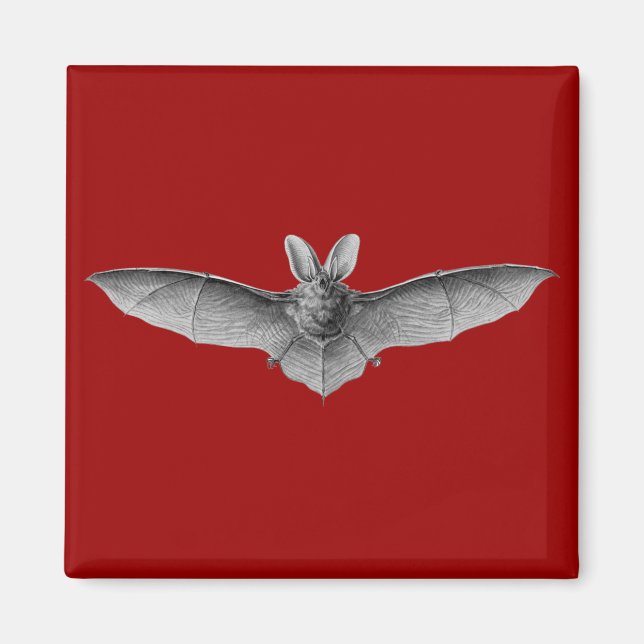 Haeckel Bat Magnet (Front)