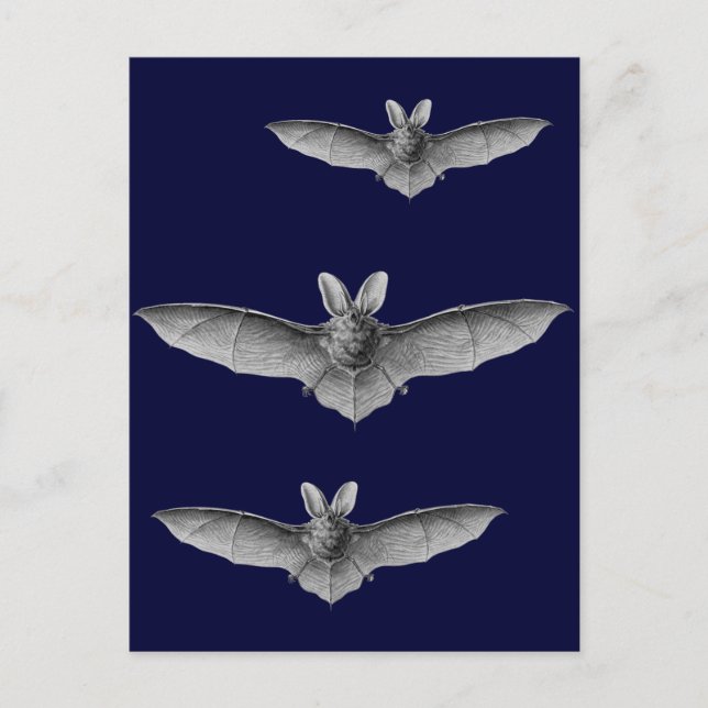 Haeckel Bat Postcard (Front)