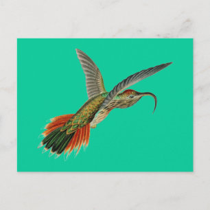 Haeckel Bird Postcard