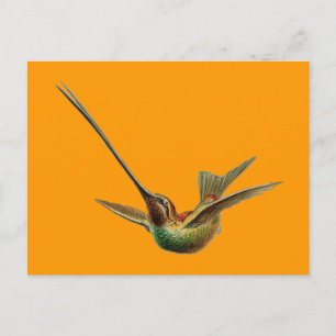 Haeckel Bird Postcard