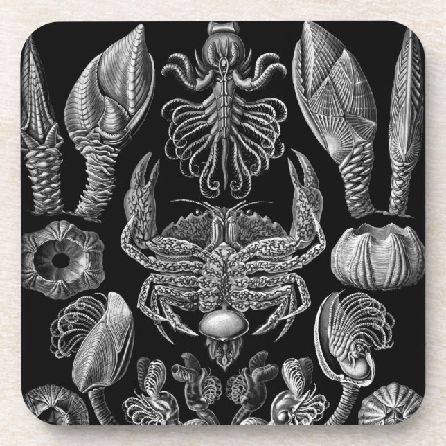 Haeckel Black Coaster (Front)
