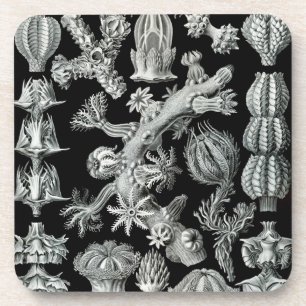 Haeckel Black Coaster