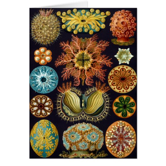 Haeckel Card