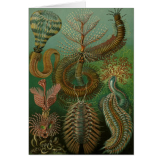Haeckel Centipedes