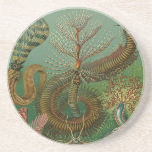 Haeckel Centipedes Coaster