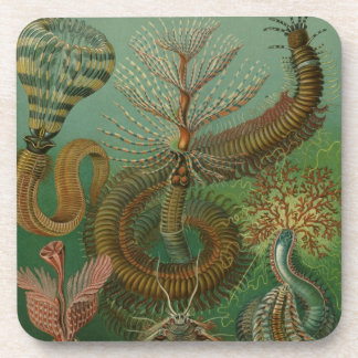 Haeckel Centipedes Coaster