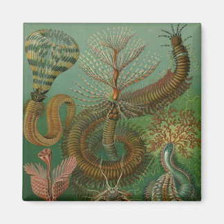 Haeckel Centipedes Magnet