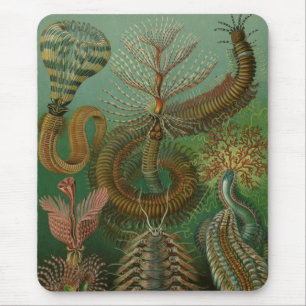 Haeckel Centipedes Mouse Pad
