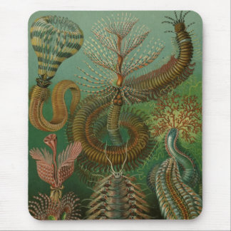 Haeckel Centipedes Mouse Pad