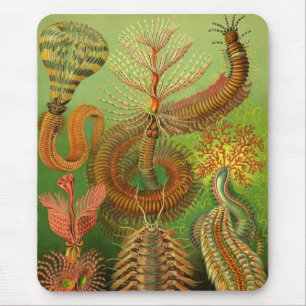 Haeckel Centipedes Mouse Pad