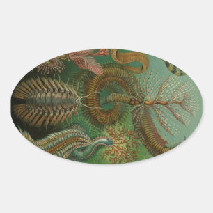 Haeckel Centipedes Oval Sticker