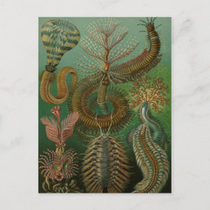 Haeckel Centipedes Postcard
