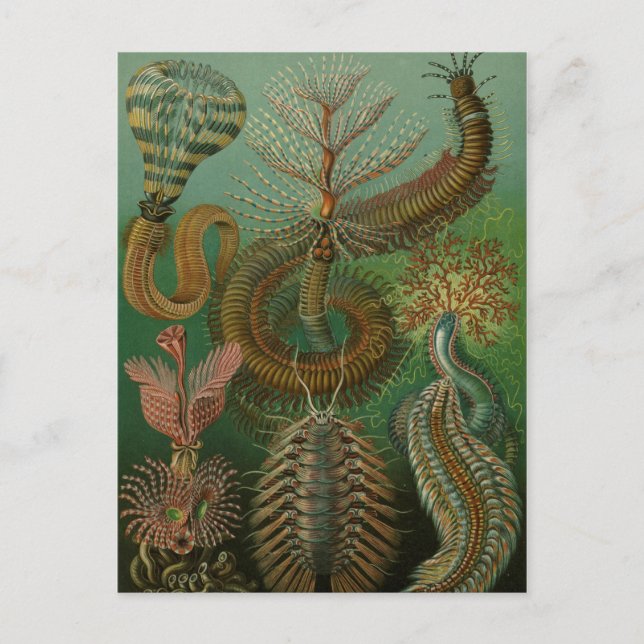 Haeckel Centipedes Postcard (Front)