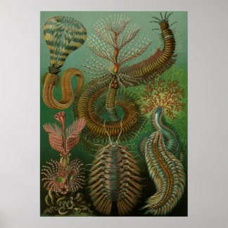 Haeckel Centipedes Poster