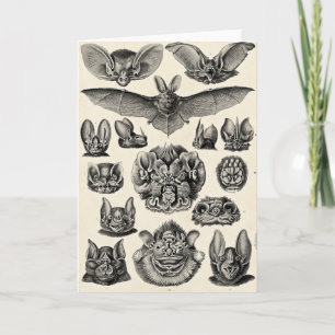 Haeckel Chiroptera Card