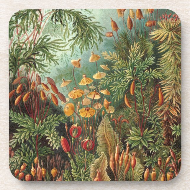 Haeckel Coaster (Front)