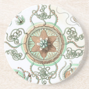 Haeckel Coaster
