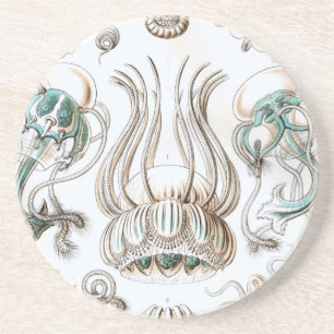 Haeckel Coaster