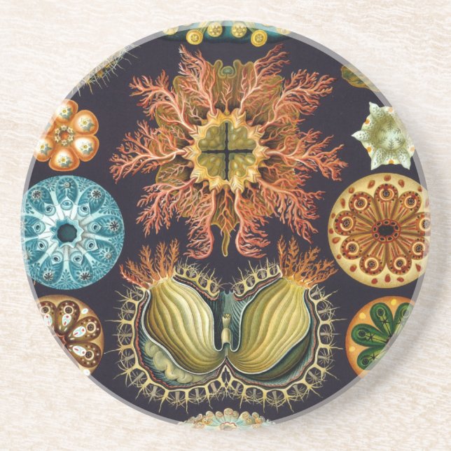 Haeckel Coaster (Front)