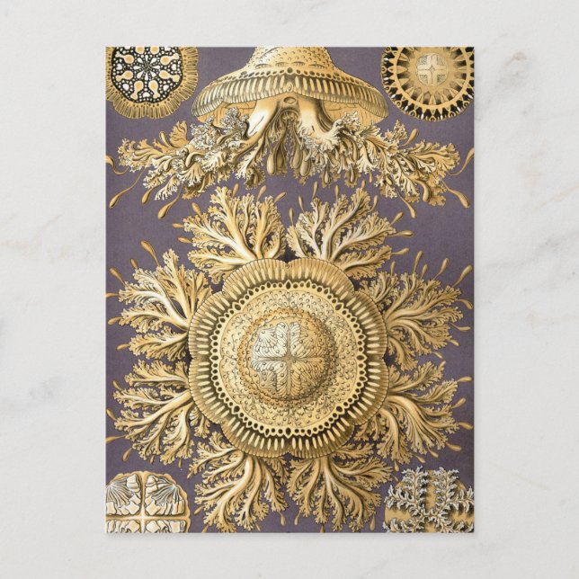 Haeckel Discomedusae Postcard (Front)